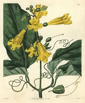 Gigantic Prints: Gigantic-leaved trumpet-flower, Bignonia grandiflora