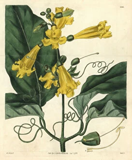 Gigantic Gallery: Gigantic-leaved trumpet-flower, Bignonia grandiflora