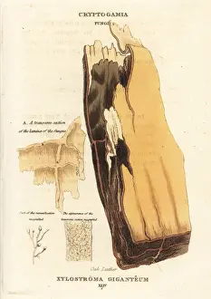 Fungus Prints: Gigantic oak leather, Xylostroma giganteum