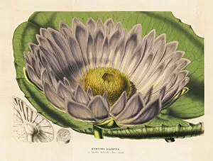 Amazonica Gallery: Gigantic water lily variety, Victoria amazonica