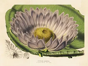 Gigantic Prints: Gigantic water lily variety, Victoria amazonica