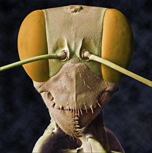 Electron Micrograph Gallery: Gigantiops destructor, South American jumping ant