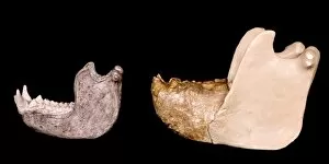 Ancestor Gallery: Gigantopithecus model jaw