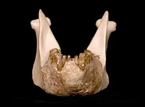Gigantopithecus model jaw