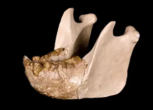 Gigantopithecus model jaw