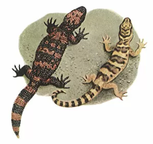 Reptilia Gallery: Gila Monster and Gecko Date: 1950