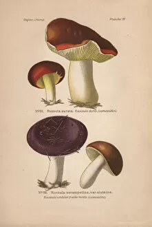 Edible Gallery: Gilded brittlegill, Russula aurata, and purple-colored