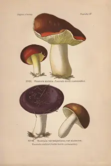 Dufour Prints: Gilded brittlegill, Russula aurata, and purple-colored