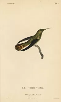 Colibris Collection: Gilded sapphire, Hylocharis chrysura. Adult male