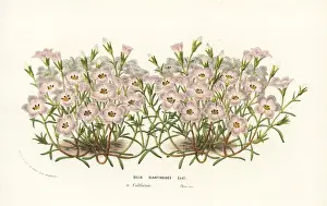 Gilia dianthoides