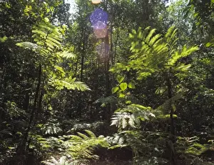 Dense Prints: Gilimale Forest Reserve, Sri Lanka