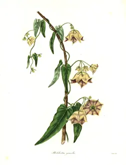 Slender Prints: Gillies philibertia, Philibertia gilliesii
