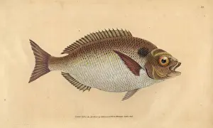 Donovan Prints: Gilt-head seabream, Sparus aurata