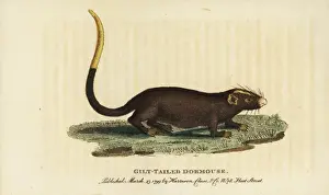 Gilt tailed dormouse, Myoxus chrysurus