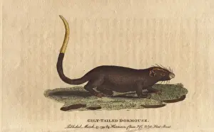 Gilt tailed dormouse, Myoxus chrysurus
