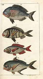 Gottlieb Prints: Gilthead seabream, white seabream, picarel and Rays bream