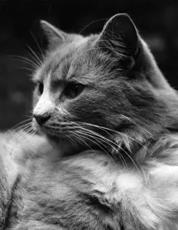 GINGER CAT