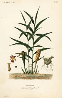 Amomum Gallery: Ginger or ginger root, Zingiber officinale