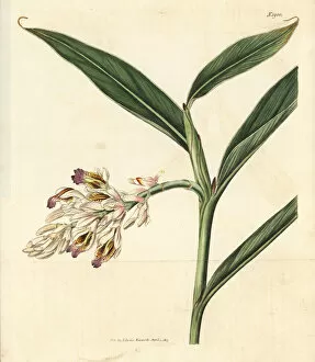 Alpinia Gallery: Ginger lily, Alpinia calcarata