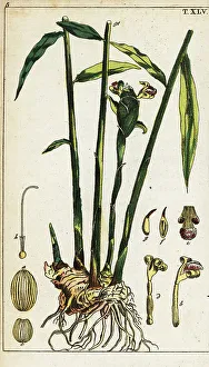 Spice Prints: Ginger plant and root, Zingiber officinale