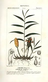 Ginger root, Zingiber officinale