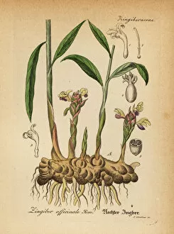 Willibald Collection: Ginger, Zingiber officinale