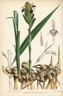 Ginger, Zingiber officinale