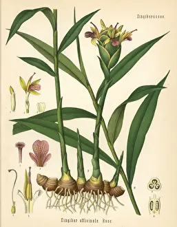 Ginger, Zingiber officinale