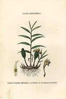 Ginger, Zingiber officinale