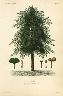 Herbal Prints: Gingko, ginkgo or maidenhair tree, Ginkgo biloba. Endangered