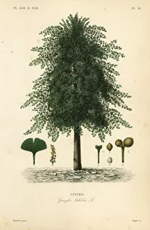 Gingko, ginkgo or maidenhair tree, Ginkgo biloba. Endangered
