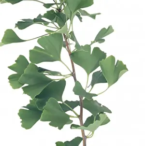 Ginkgo biloba, maidenhair tree