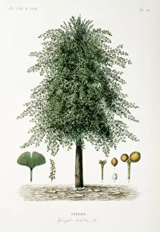 Watercolour Gallery: Ginkgo biloba, maidenhair tree
