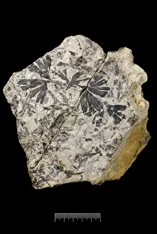 Gymnosperm Prints: Ginkgo huttoni, fossil plant