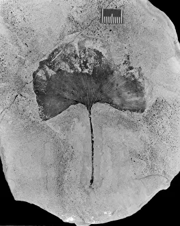 Ginko gardneri, maidenhair tree leaf fossil