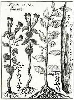 1690 Prints: Ginseng root