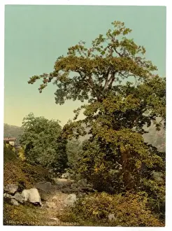 Giornico, old chestnut tree near the railway, St. Gotthard R
