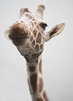 Giraffa camelopardalis, giraffe