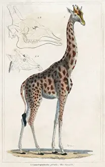 GIRAFFE