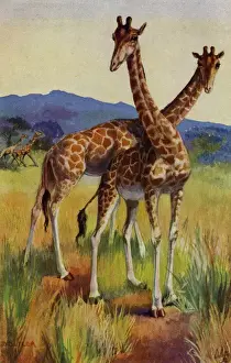 Toed Prints: Giraffe