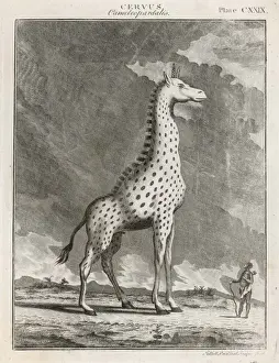 Giraffes Prints: Giraffe, 18th Century