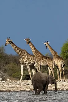 Giraffe - 3 Giraffes with African Bush / Savanna