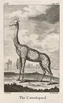 GIRAFFE