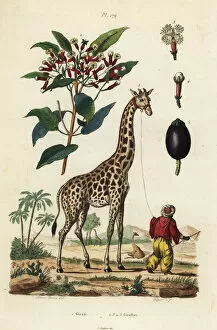 Giraffe Collection: Giraffe and clove tree
