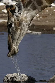 Giraffe - drinking at waterhole