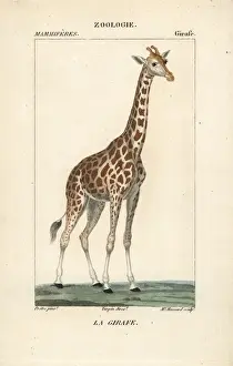 Giraffe, Giraffa camelopardalis