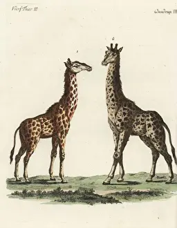 Giraffe, Giraffa camelopardalis