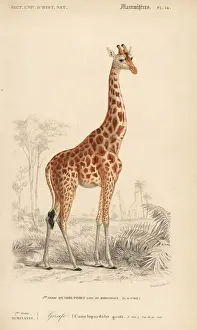 Giraffe, Giraffa camelopardalis