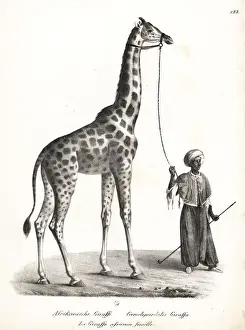 Giraffe, Giraffa camelopardalis