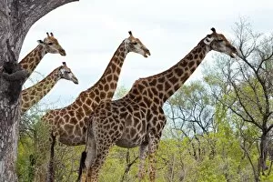 Images Dated 24th November 2011: Giraffe - group